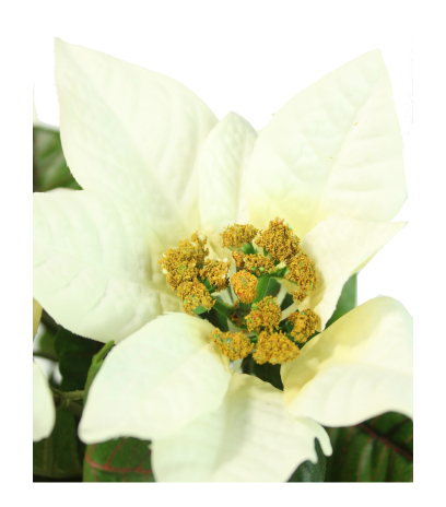 Poinsettia artificiel