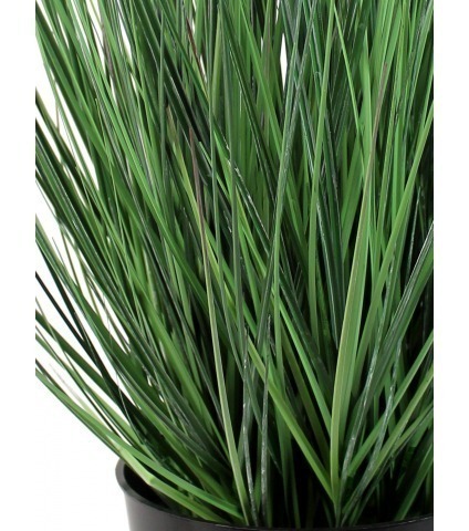 Onion grass des marais