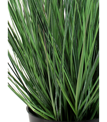 Onion grass des marais