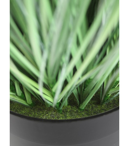 Onion grass des marais