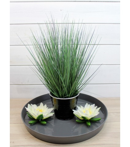 Onion grass des marais