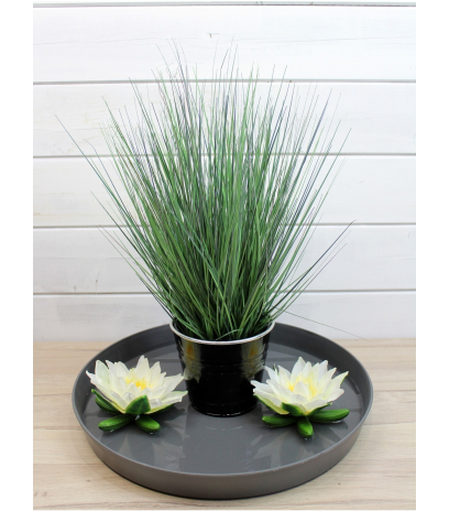 Onion grass des marais