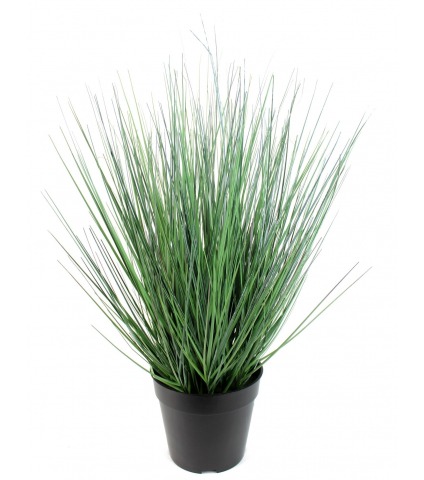 Onion grass des marais