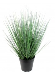 Onion grass des marais