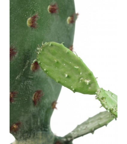 Cactus opuntia artificiel