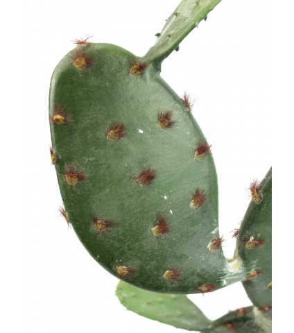 Cactus opuntia artificiel