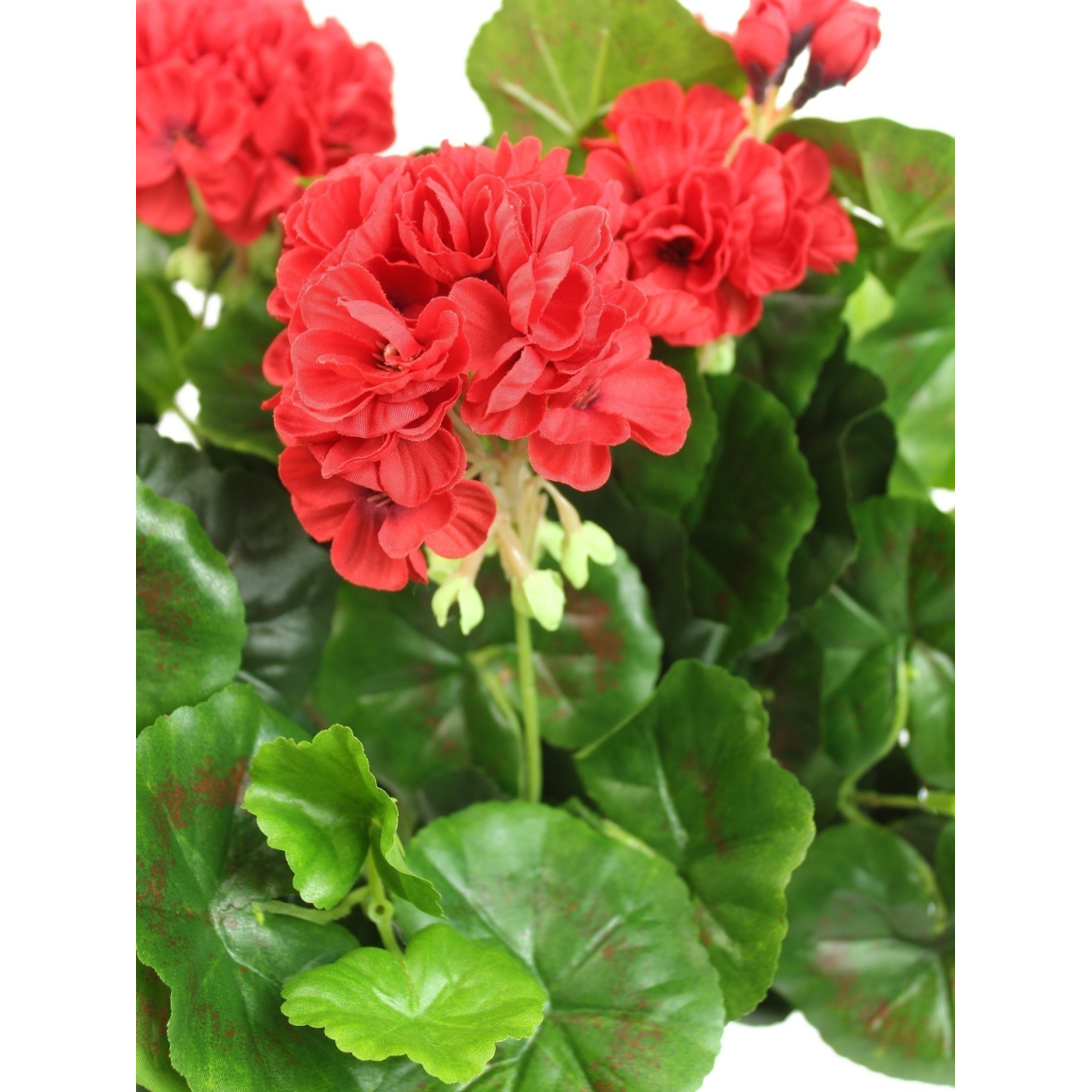 Géranium En Pot Géraniums Artificiels Rouge Et Rose - 5 Branches Par Bouquet - Fleurs Artificielles Pour Extérieur Ou Intérieur Geranium Artificiel Géranium En Pot Géraniums Artificiels Rouge Et Rose - 5 Branches Par Bouquet - Fleurs Artificielles Pour Extérieur Ou Intérieur Geranium Artificiel