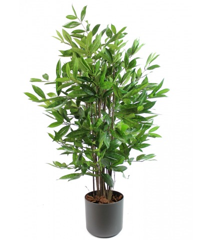 Dracaena artificiel surculosa