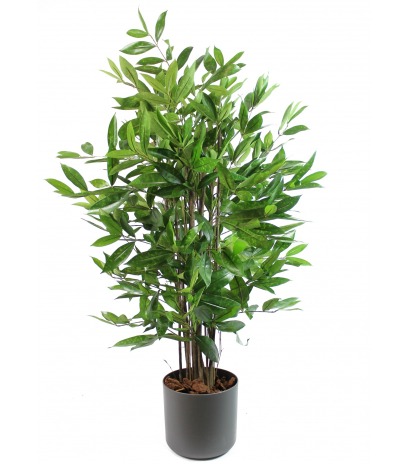 Dracaena artificiel surculosa