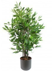 Dracaena artificiel surculosa