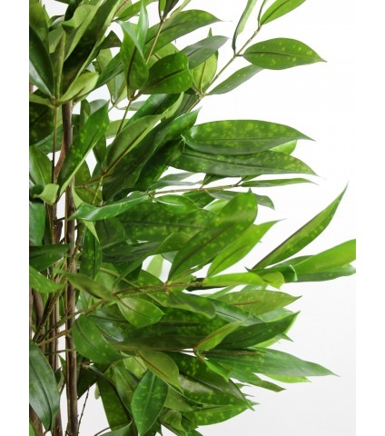 Dracaena artificiel surculosa