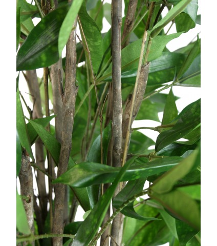 Dracaena artificiel surculosa