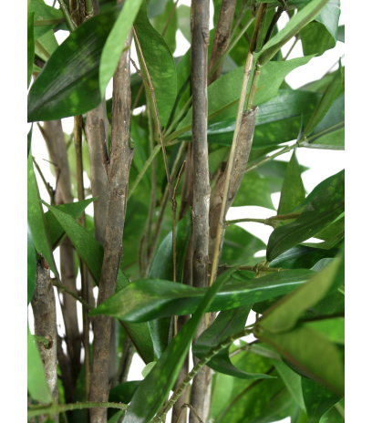 Dracaena artificiel surculosa