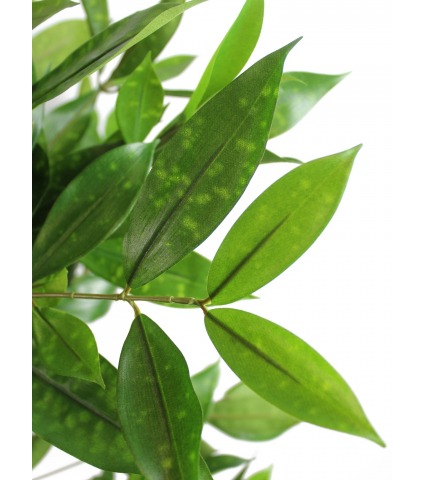 Dracaena artificiel surculosa