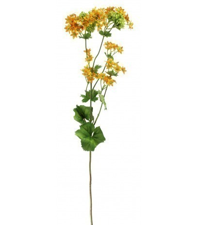 Alchemille artificielle