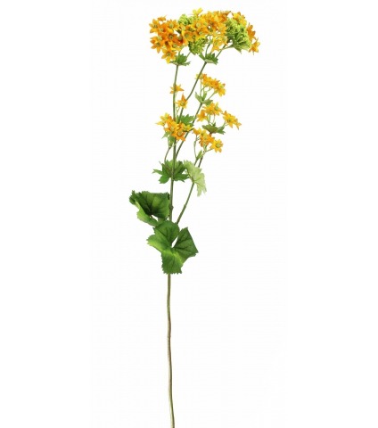 Alchemille artificielle