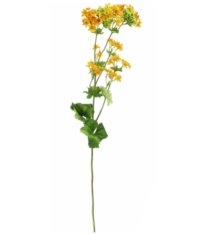Alchemille artificielle