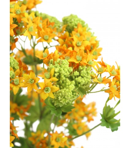 Alchemille artificielle