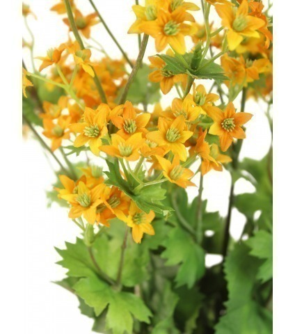 Alchemille artificielle