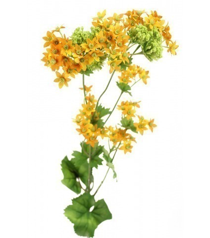 Alchemille artificielle