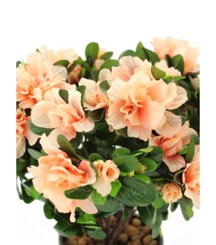 Azalée artificielle saumon