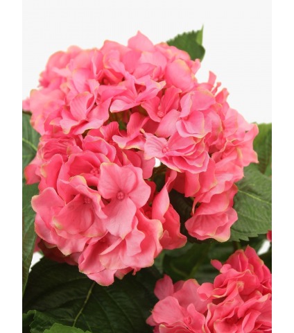 Hortensia artificiel rouge