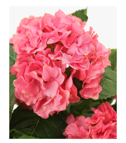 Hortensia artificiel rouge