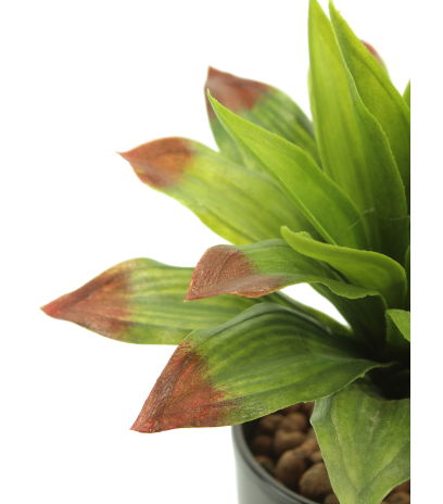Agave vert et rouge