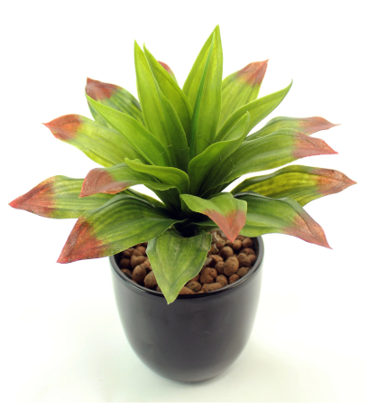 Agave vert et rouge