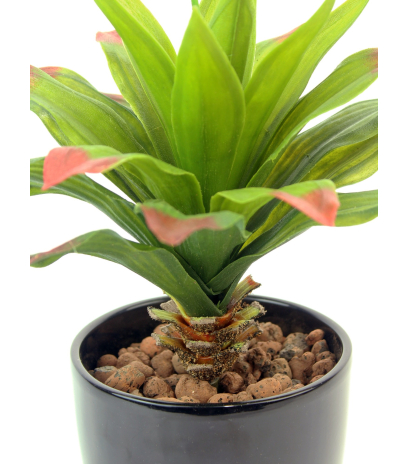 Agave vert et rouge