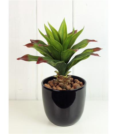 Agave vert et rouge