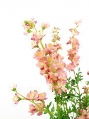 Delphinium artificiel rose sur piquet