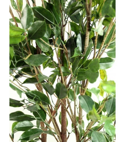 Ficus buisson artificiel