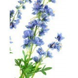 Delphinium artificiel sur piquet et ses fleurs bleues