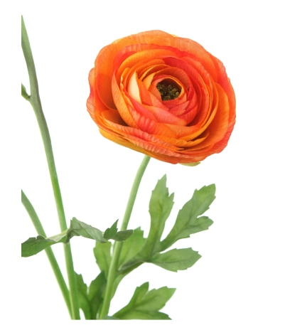 Renoncule artificielle orange
