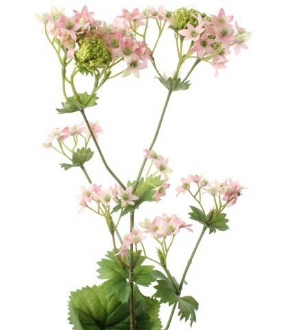 Alchemilla mollis artificielle