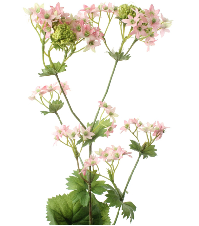 Alchemilla mollis artificielle