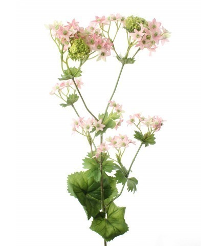 Alchemilla mollis artificielle