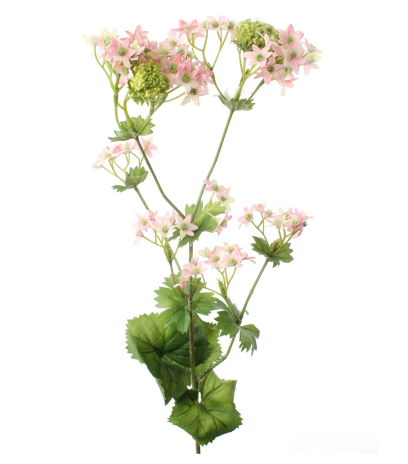 Alchemilla mollis artificielle