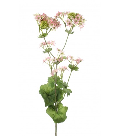 Alchemilla mollis artificielle