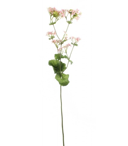 Alchemilla mollis artificielle