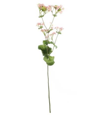 Alchemilla mollis artificielle