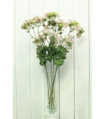 Alchemilla mollis artificielle