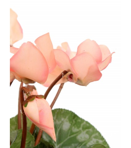 Cyclamen artificiel rose