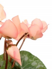 Cyclamen artificiel rose