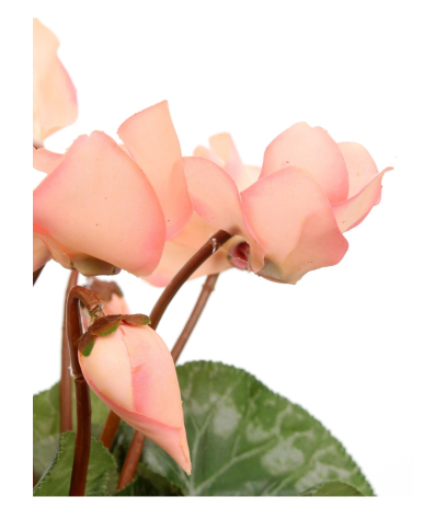 Cyclamen artificiel rose