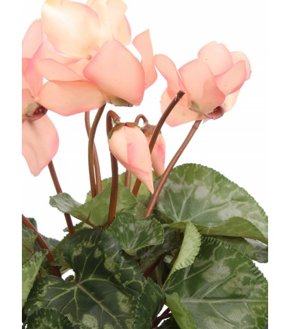 Cyclamen artificiel rose
