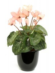 Cyclamen artificiel rose