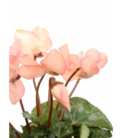 Cyclamen artificiel rose