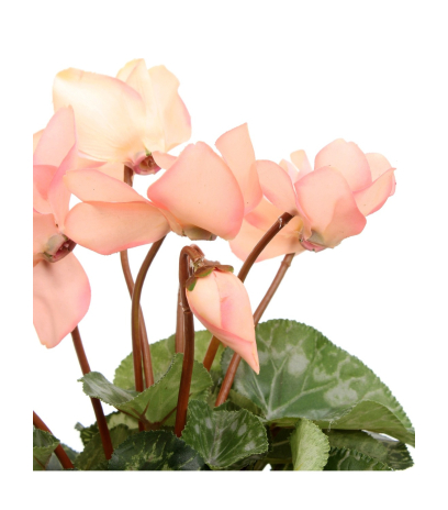 Cyclamen artificiel rose
